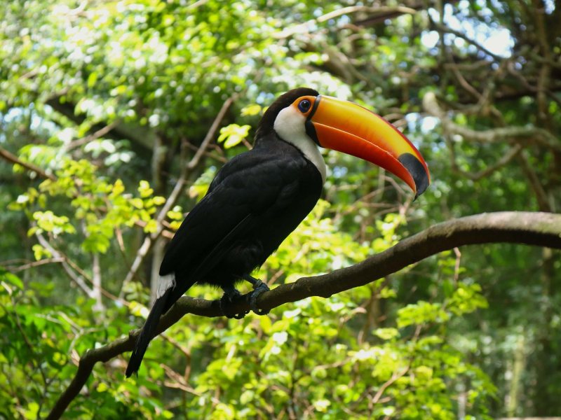 Iguazu toekans Brazilie